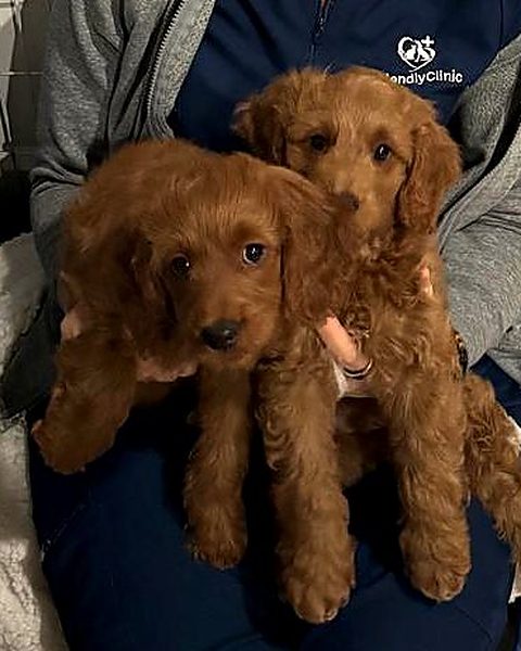 Dos cachorros en brazos de la Dra. Gina