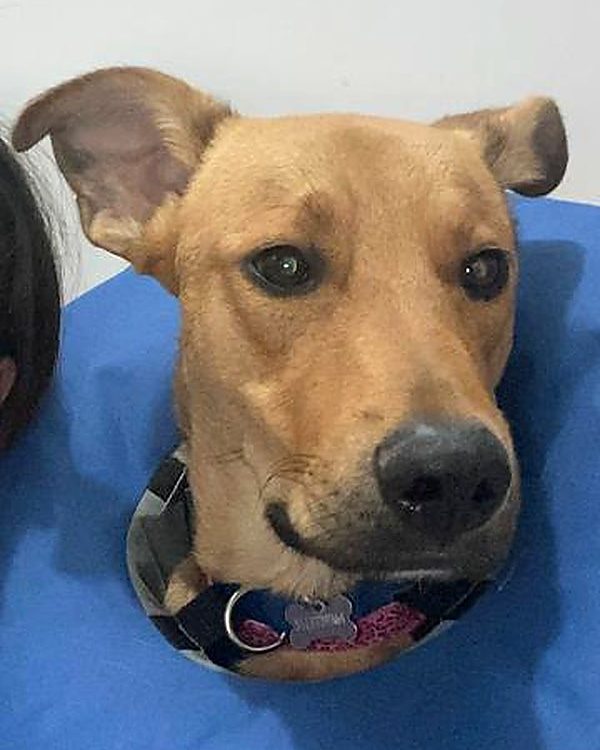 Perro café con collar isabelino en la clínica
