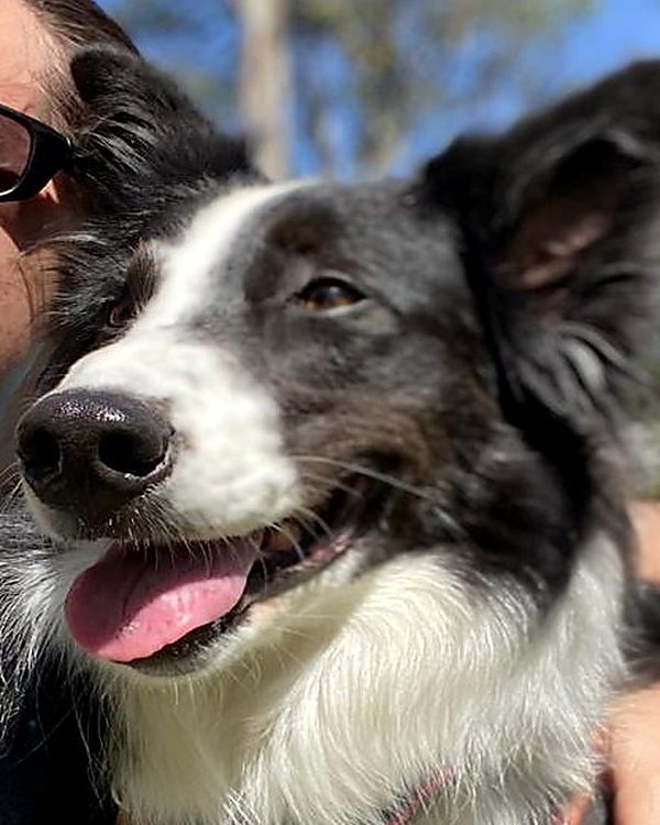 Border collie asomándose