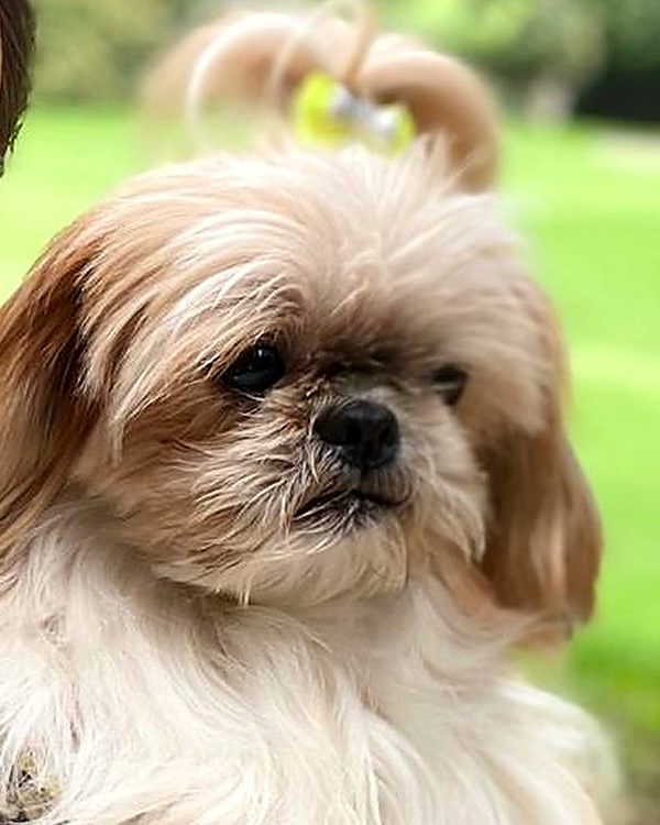 Shih tzu en un parque